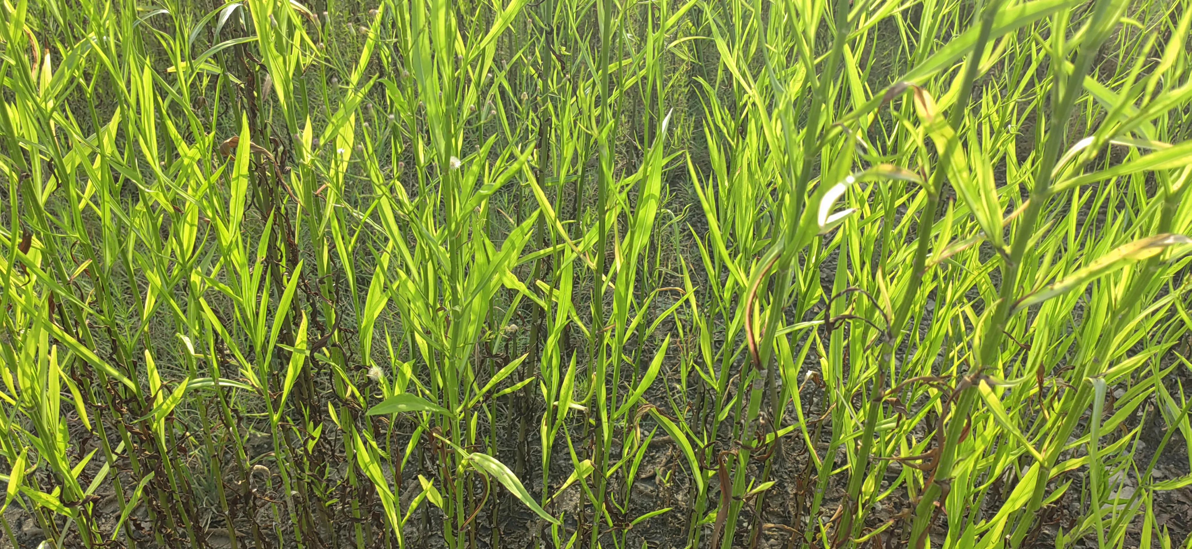 过年哪些水果是应季水果,3月份什么水果是应季水果