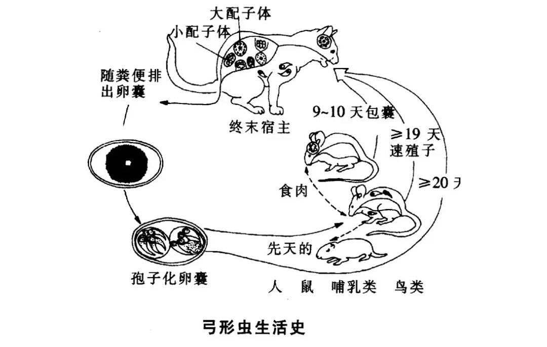 寄生虫界的“一哥”，所有温血动物都不放过，超20亿人已被感染