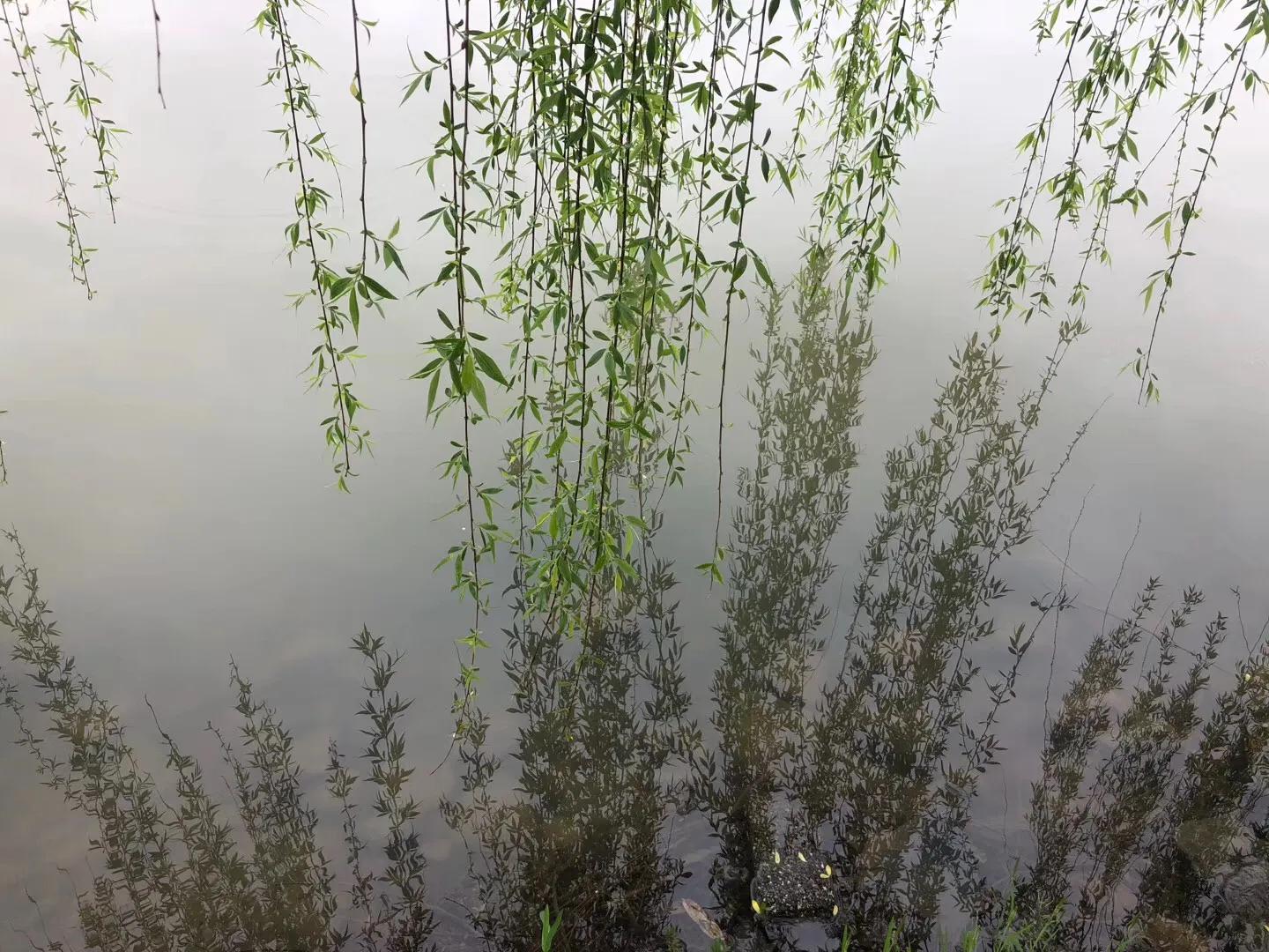 40首咏柳七绝现代,贺知章咏柳七绝