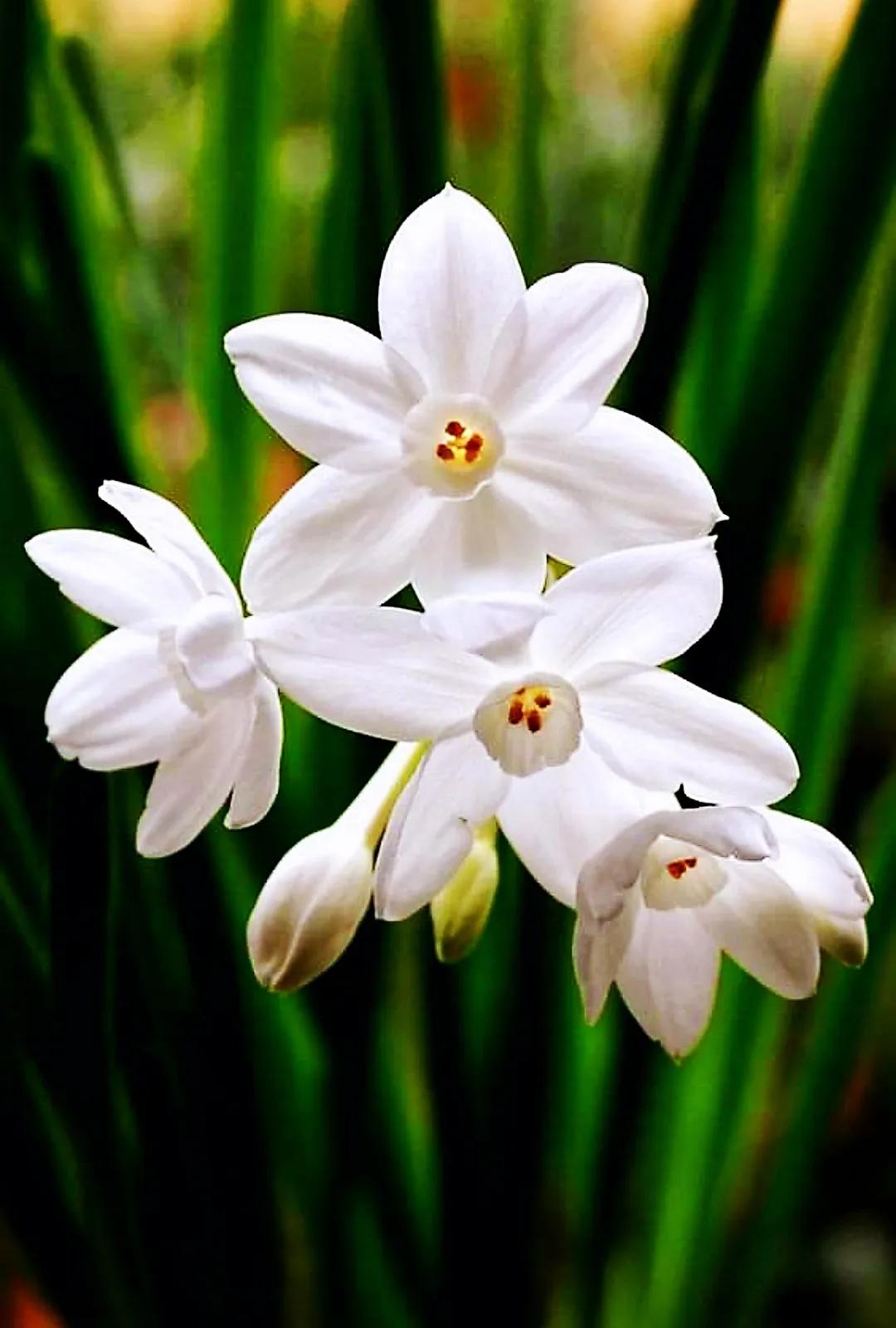 欣赏五颜六色的鲜花,五颜六色的鲜花太漂亮