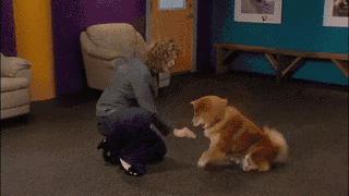 边牧狗狗训练教程18个技巧,狗狗大小便训练技巧