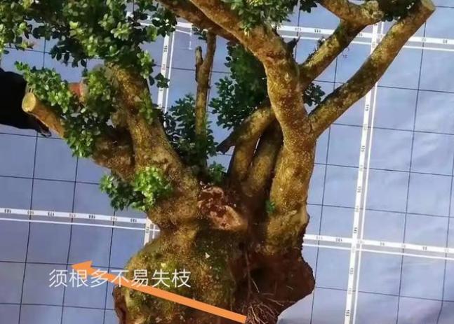 黄杨盆栽忌讳,小叶黄杨树皮有一半枯了怎么处理