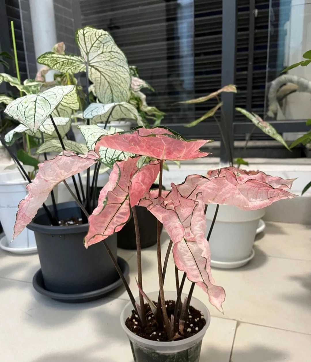 家庭客厅养什么花好看又旺财,客厅最吉祥的三种花