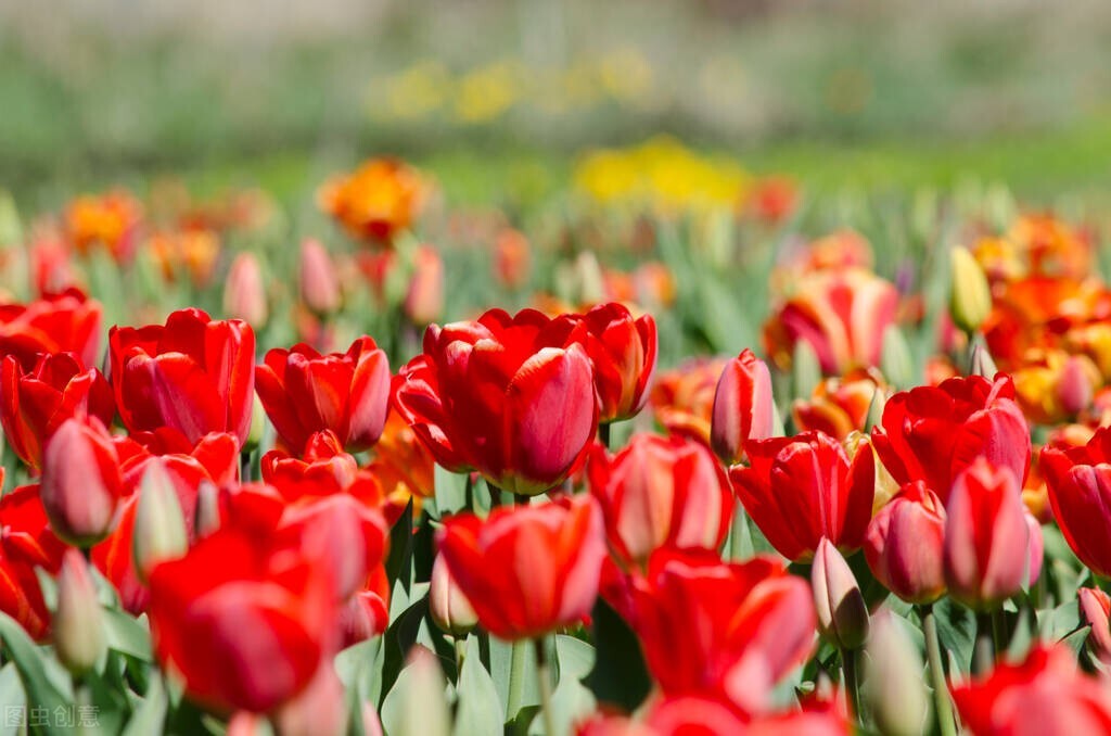 荷兰郁金香当年有多疯狂,荷兰郁金香为什么那么贵