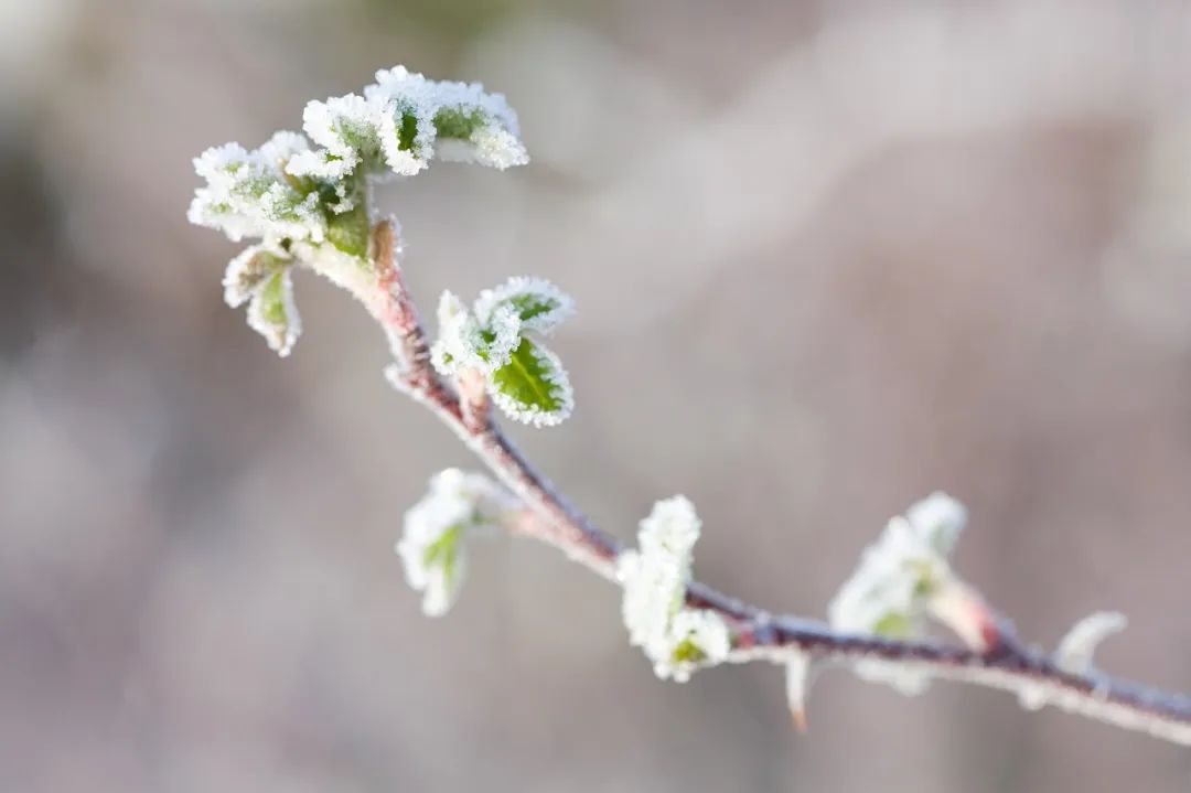 关于秋霜的诗句古诗词,带有秋霜的唯美诗句