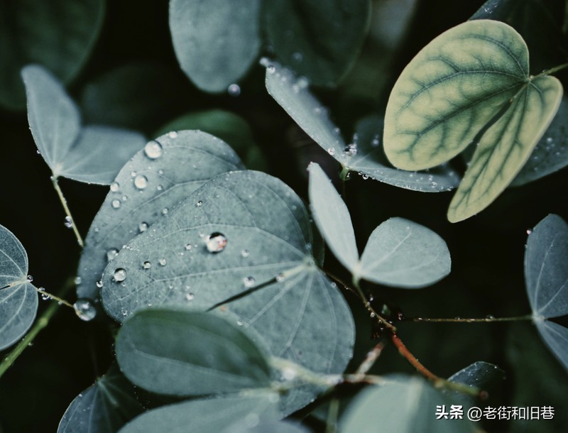 罗生门和黄粱梦,罗生门香港live