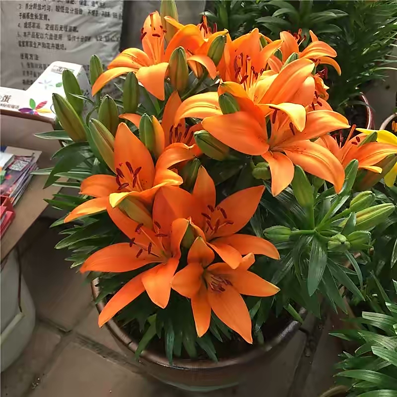 四季开花的室内盆栽种球花卉,爆盆又好养的种球花