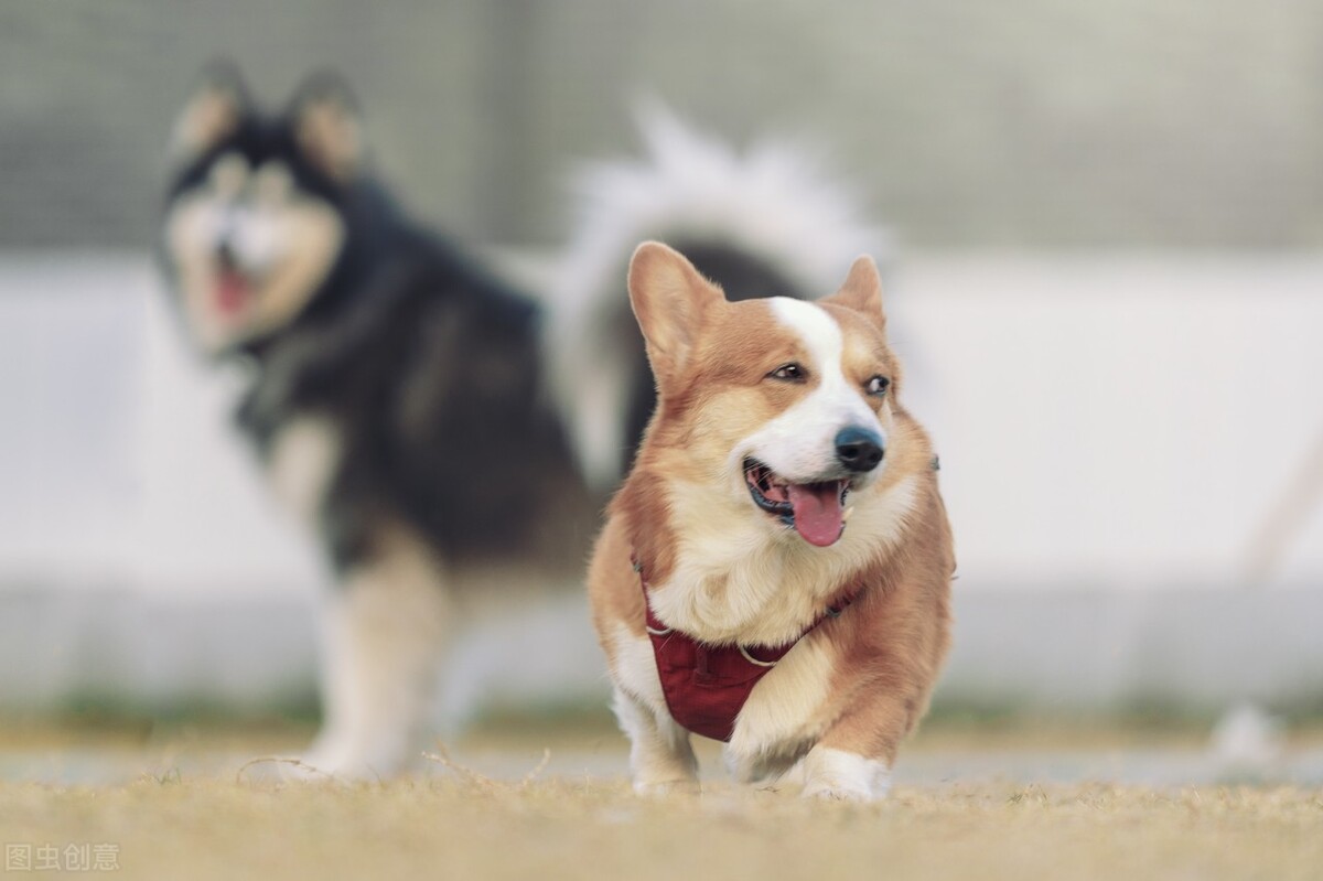 狗狗尿血但却还精神怎么办,狗狗尿道感染血尿怎么办
