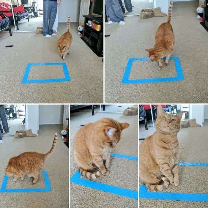 猫咪可爱萌图用猫猫的尾巴比心,可爱小猫猫超萌照片戴头套