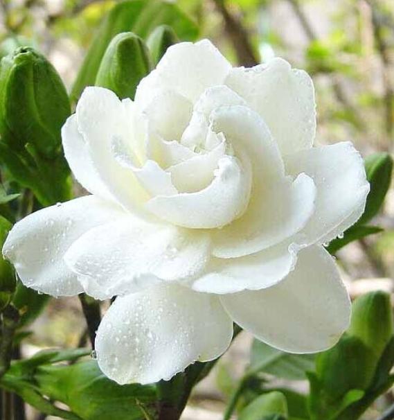 卧室盆栽一年四季都香,室内四季很香的盆栽