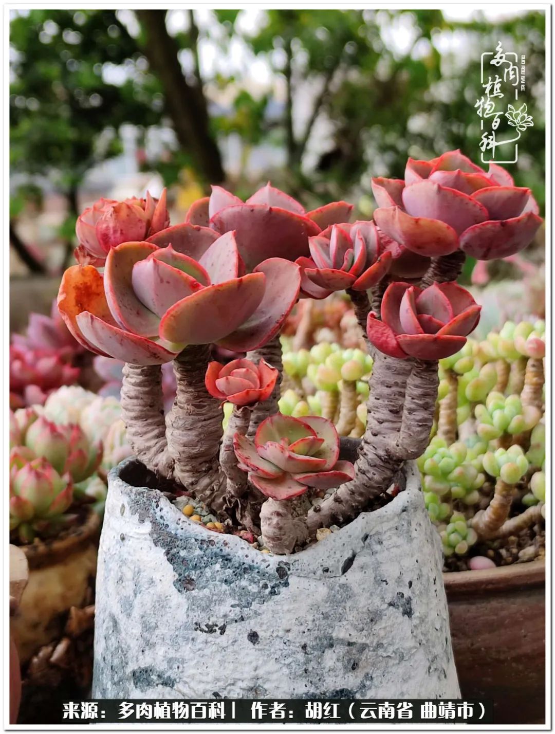 多肉植物里的糖,多肉生活的调味剂