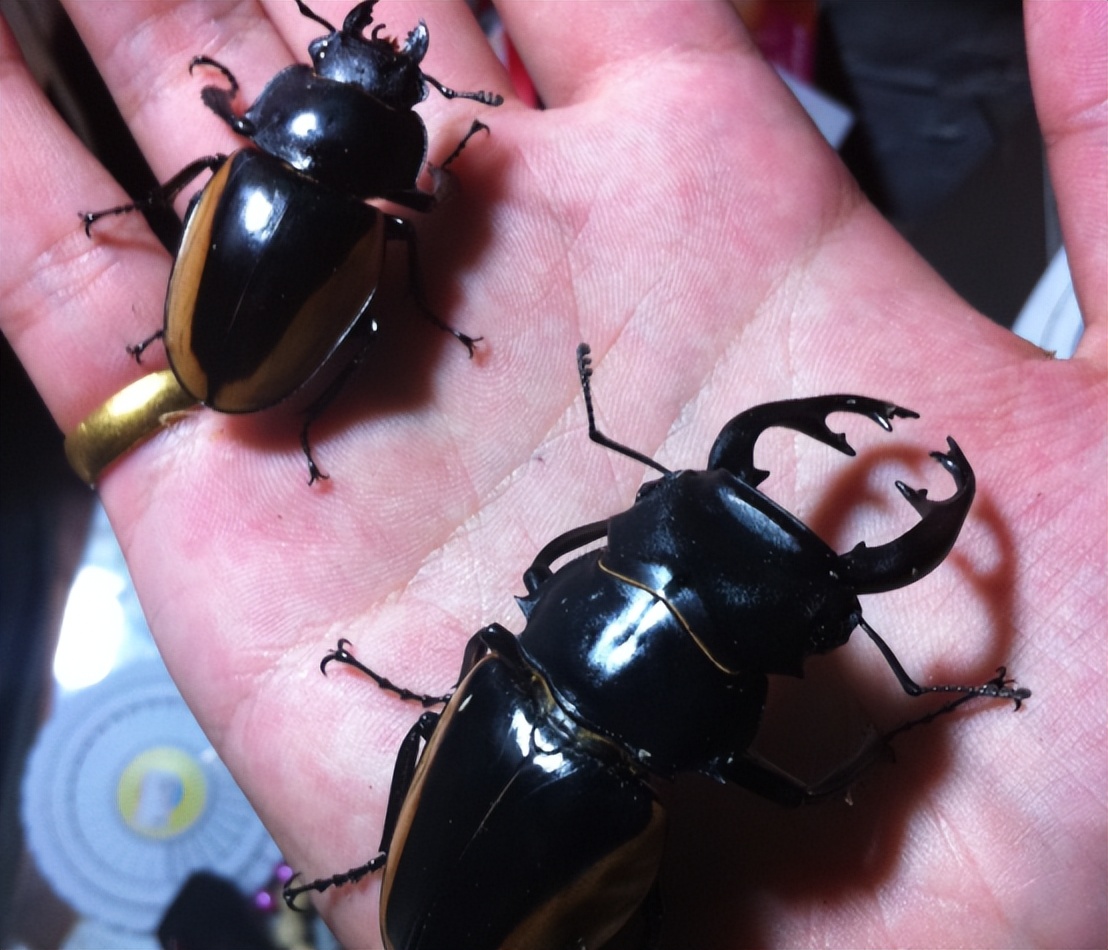 绚烂花海,绚烂花海现在还有吗