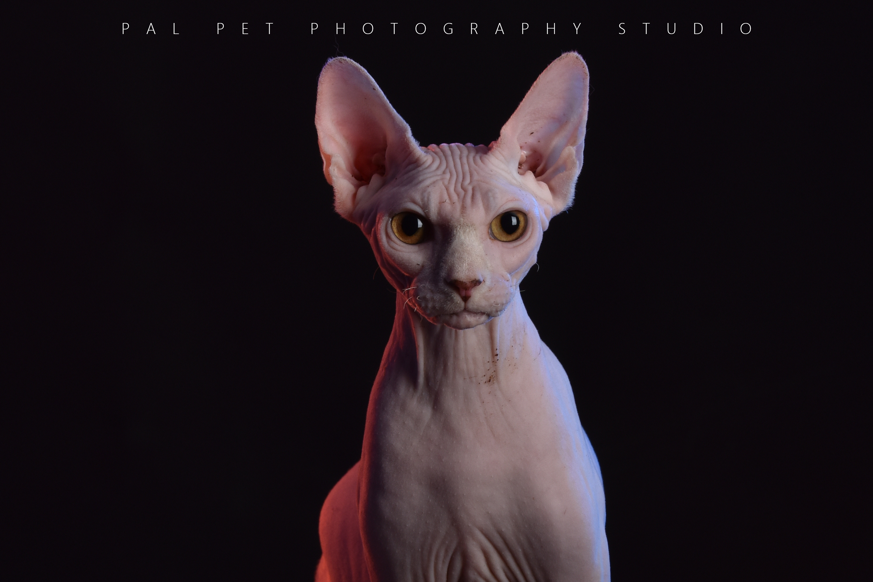 中华田园猫与名贵的宠物猫差别,中华田园猫比外国猫都好看