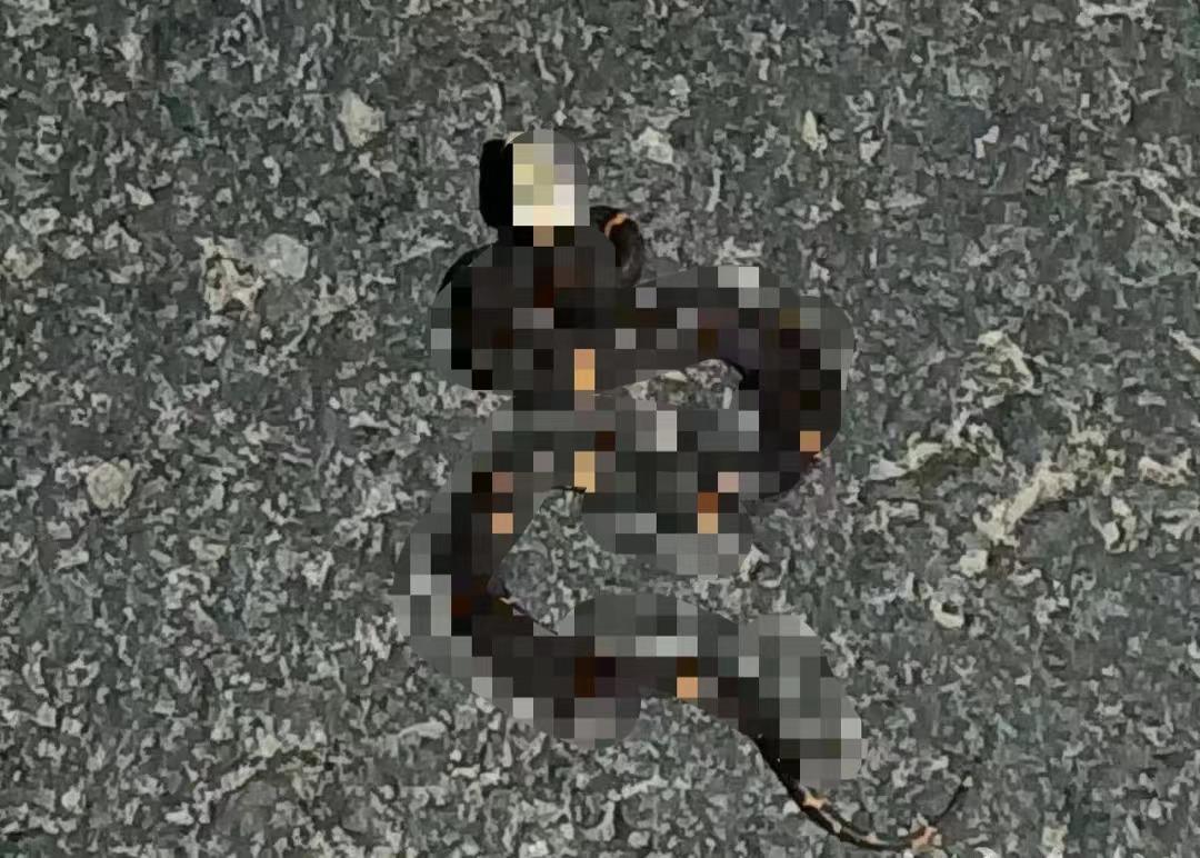 剧毒白头蝰蛇,国内发现的稀少的剧毒蛇