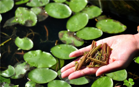 可以吃的野菜大全100种图解,教你认识100种野菜