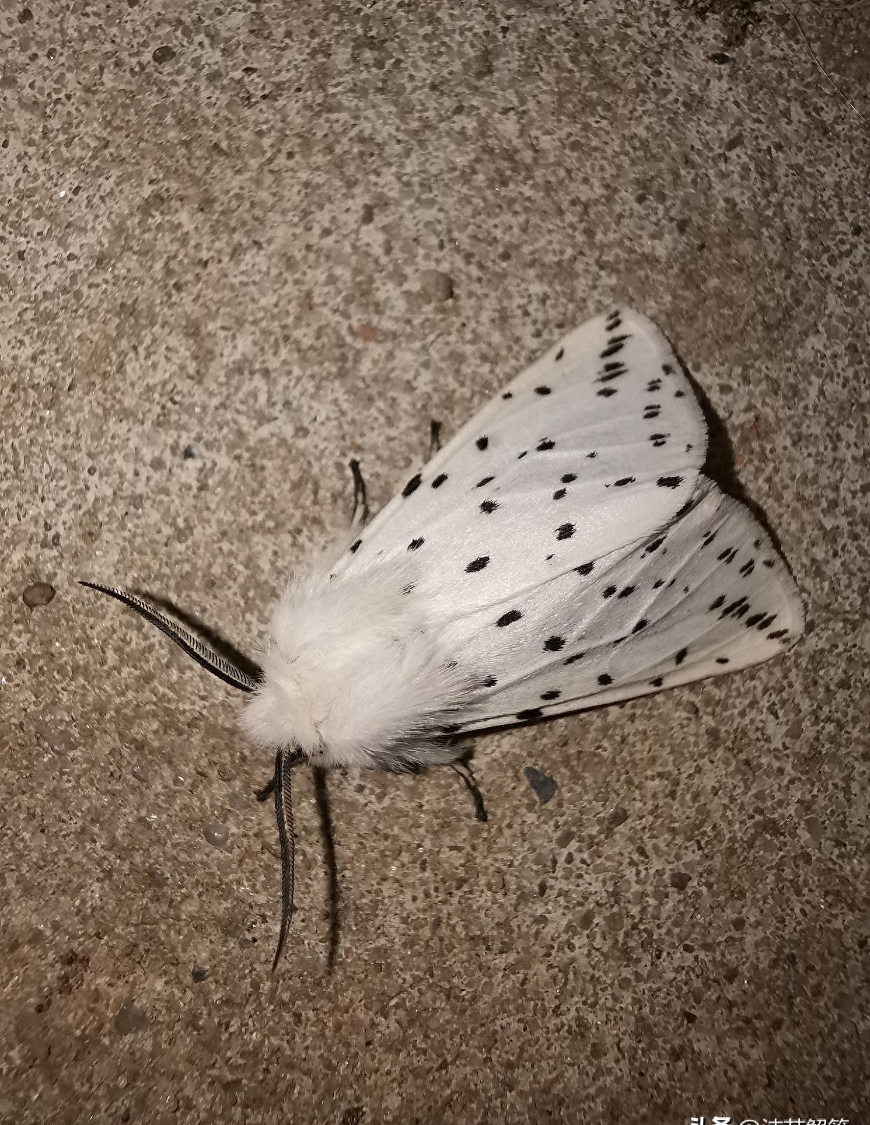 巧妙制胜！消灭烦人小飞蛾！