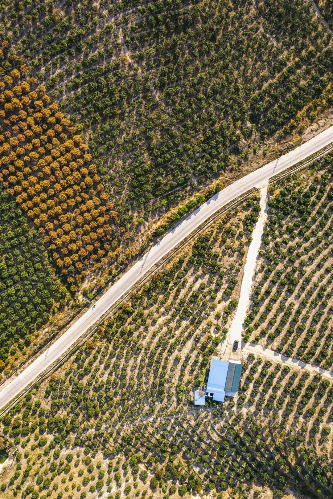 我国四大地理区域水果,中国什么地方热带水果多