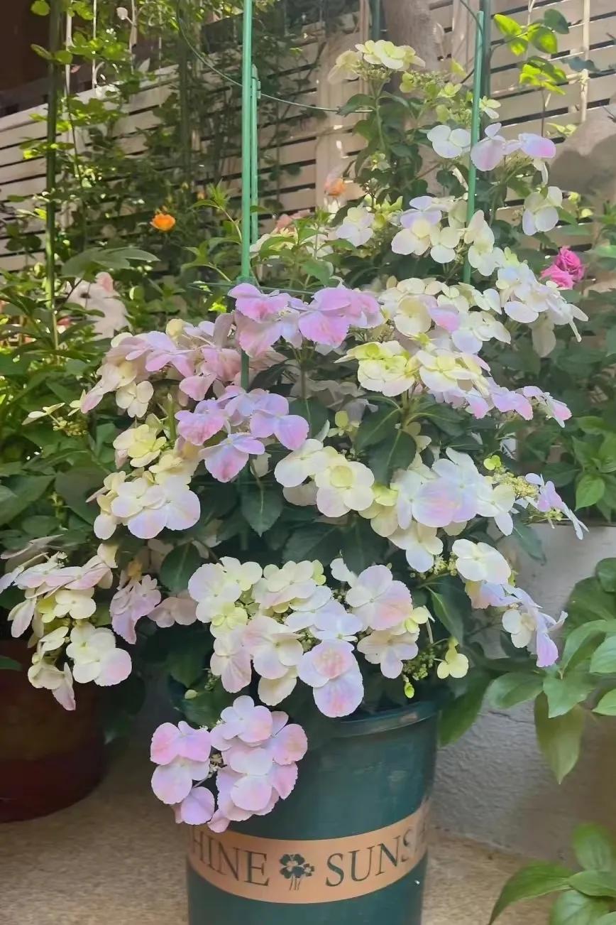 绣球花粉色落跑新娘能不能调色,落跑新娘绣球花爆花效果