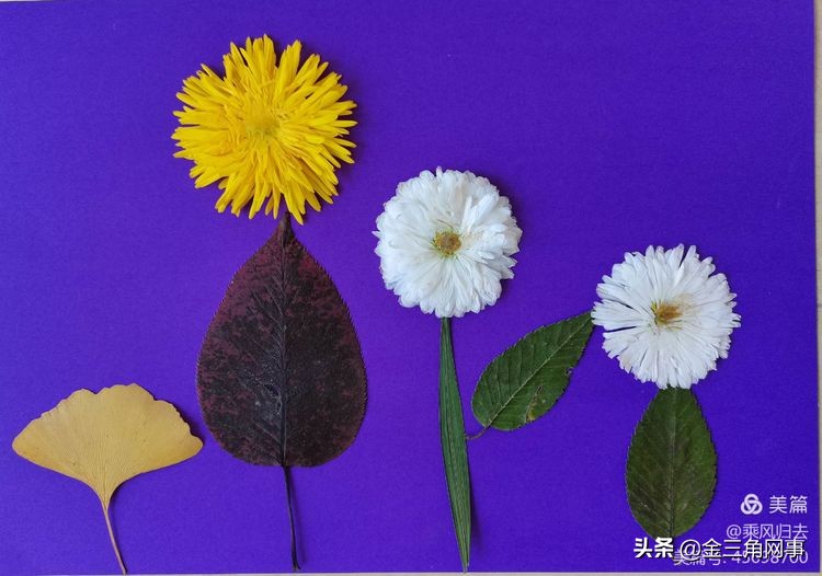 临猗庙上初中推进并践行植物标本课程