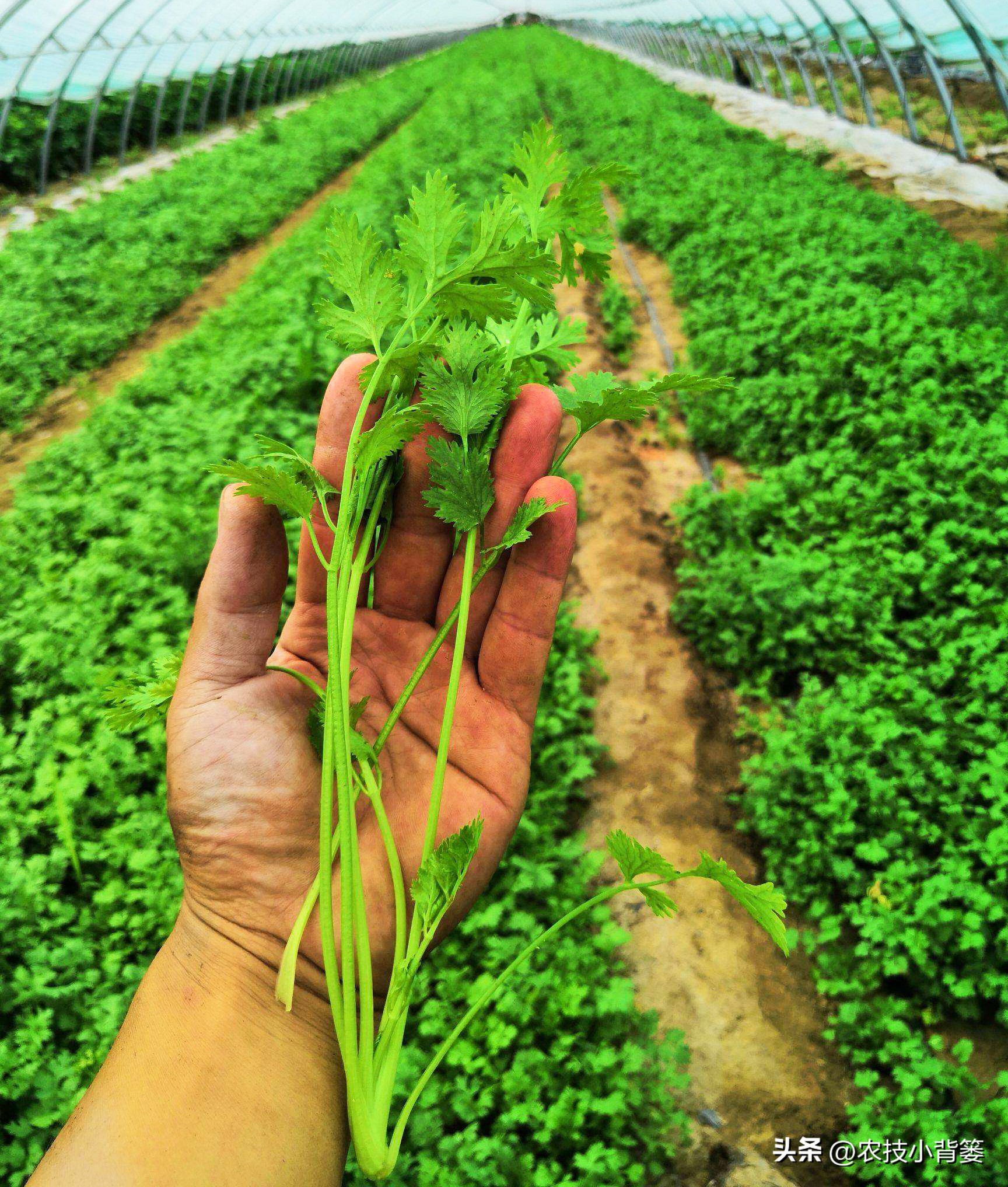 香菜怎样种植出苗快产量高,秋季大棚种植香菜技术