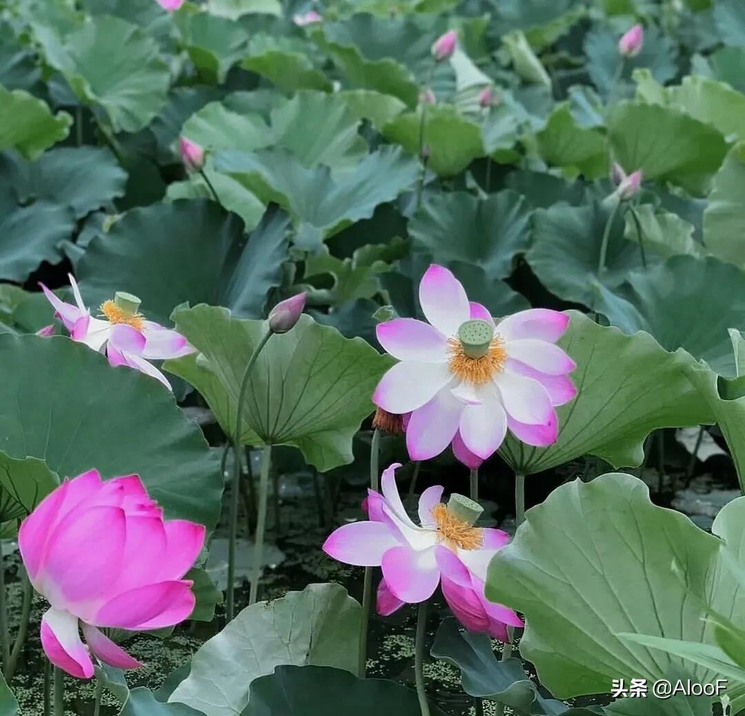 唯美的荷花壁纸,唯美荷花水墨画