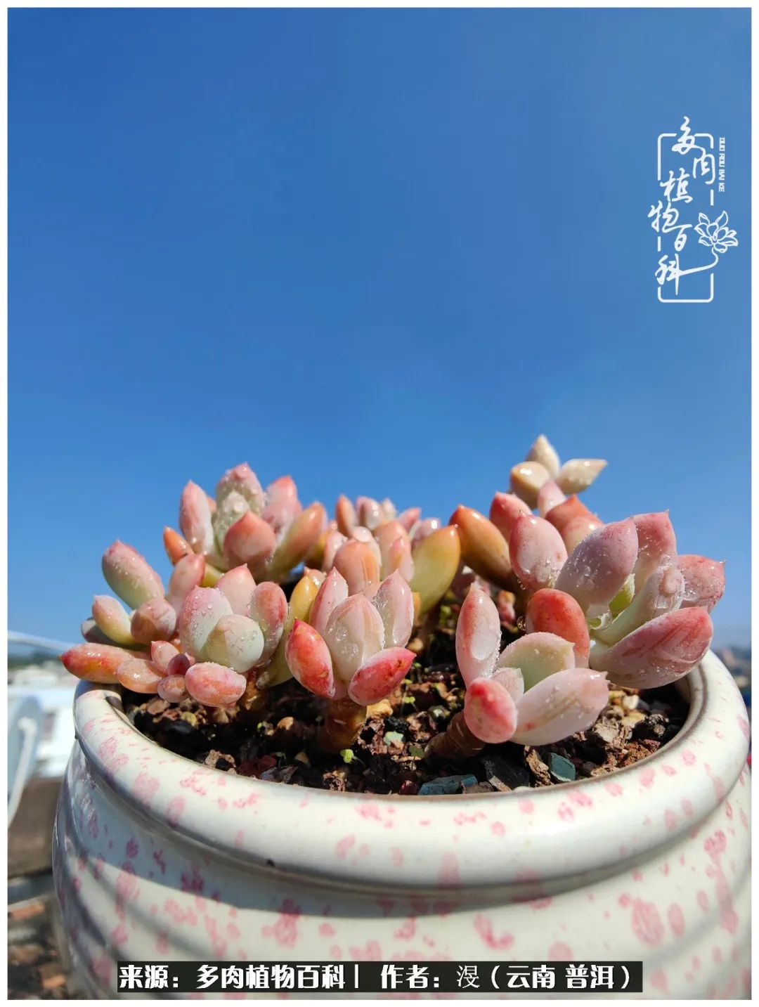 云南的冬天没有云！养肉七年，不谈得失，只论陪伴！