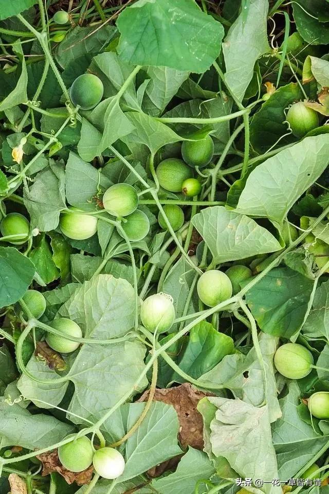 你们小时候都在河边捡到过的东西,重温儿时的记忆来河边捡到宝了