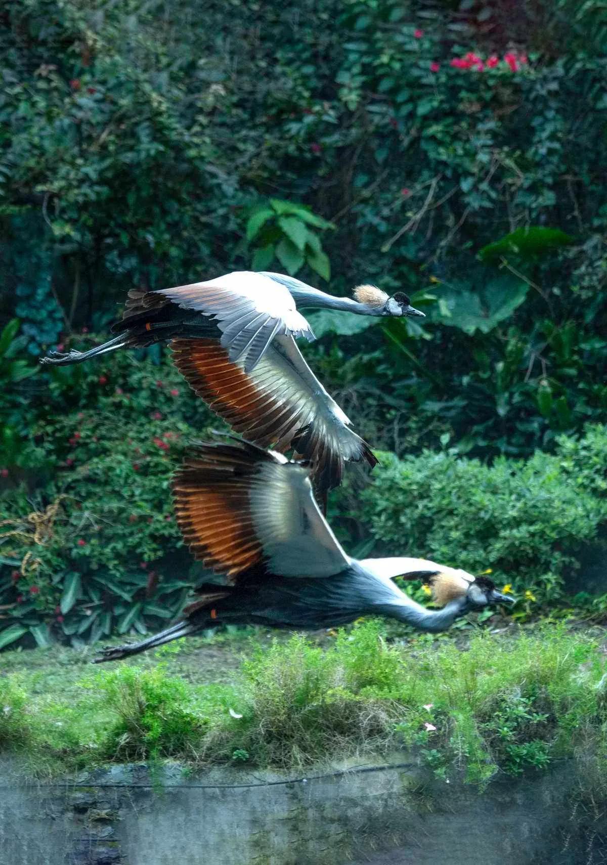 广州长隆野生动物园全部动物,广州长隆野生动物园所有动物介绍