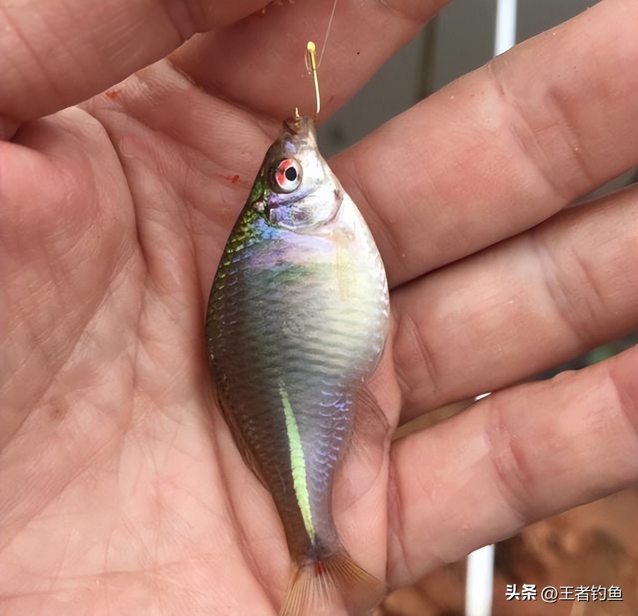 钓小鱼的鳑鲏十种方法,钓鳑鲏鱼最佳季节