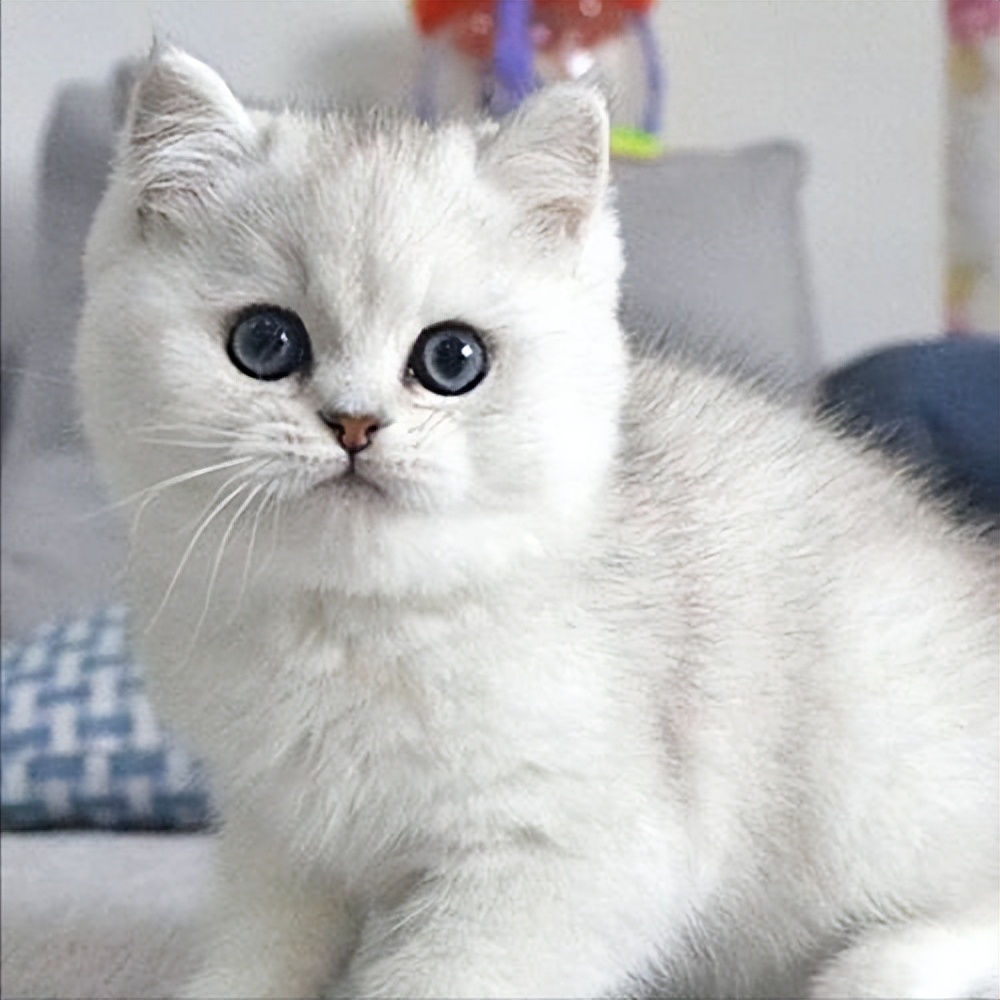 银渐层优势,银渐层战斗力为什么那么高