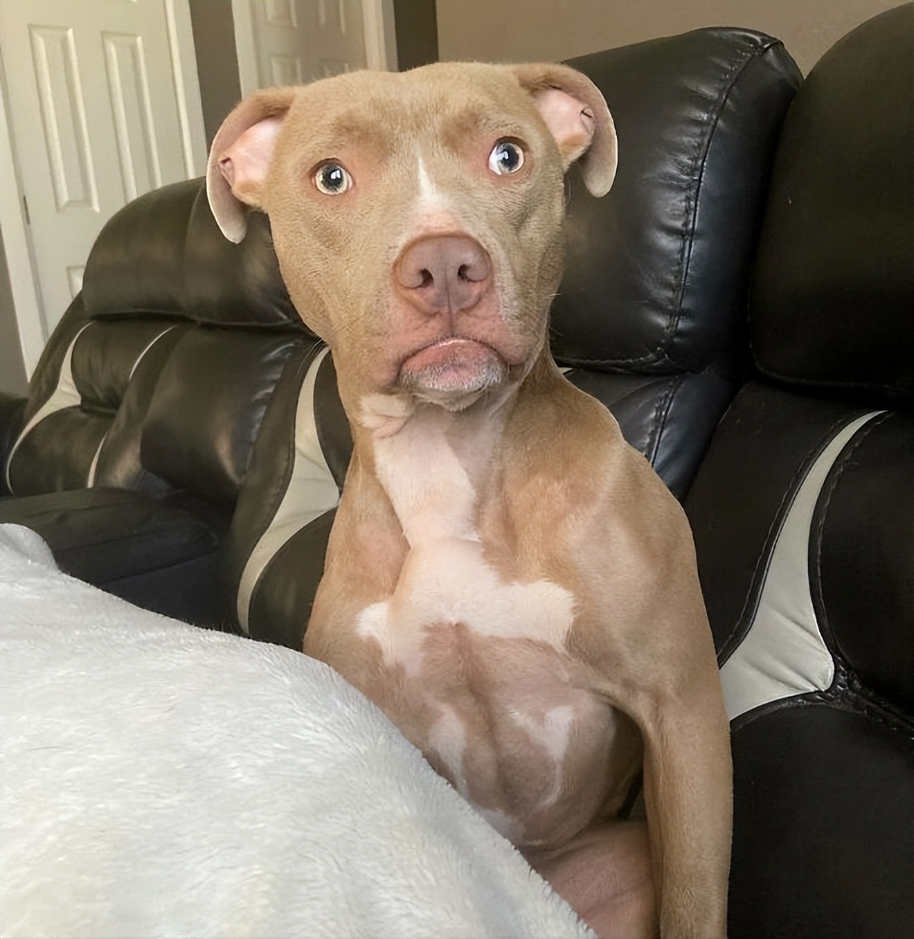 二分钟告诉你如何和狗狗交流,如何与狗对话