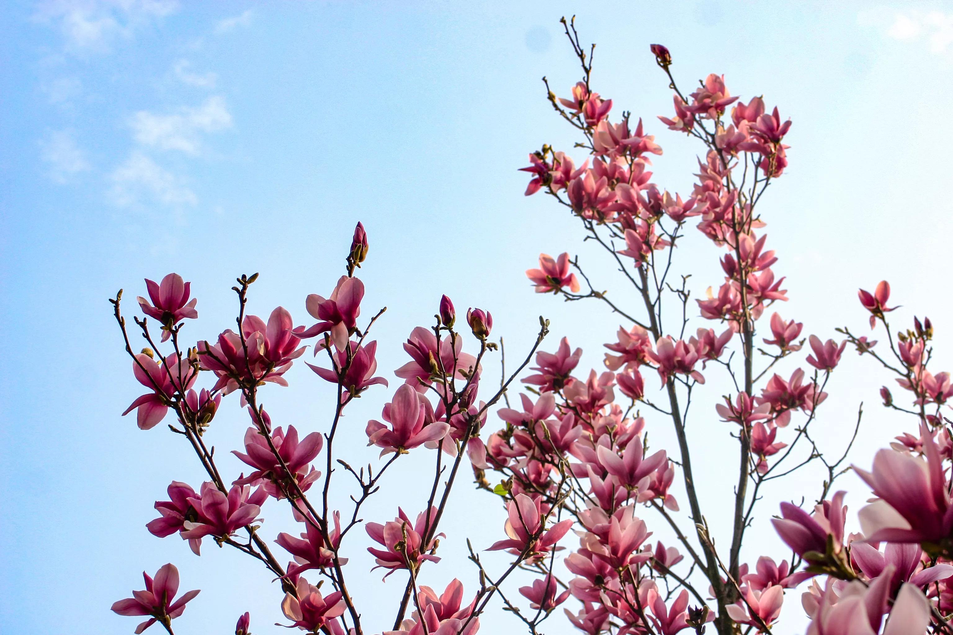 佳能入门机器能拍出好照片,佳能300d入门级