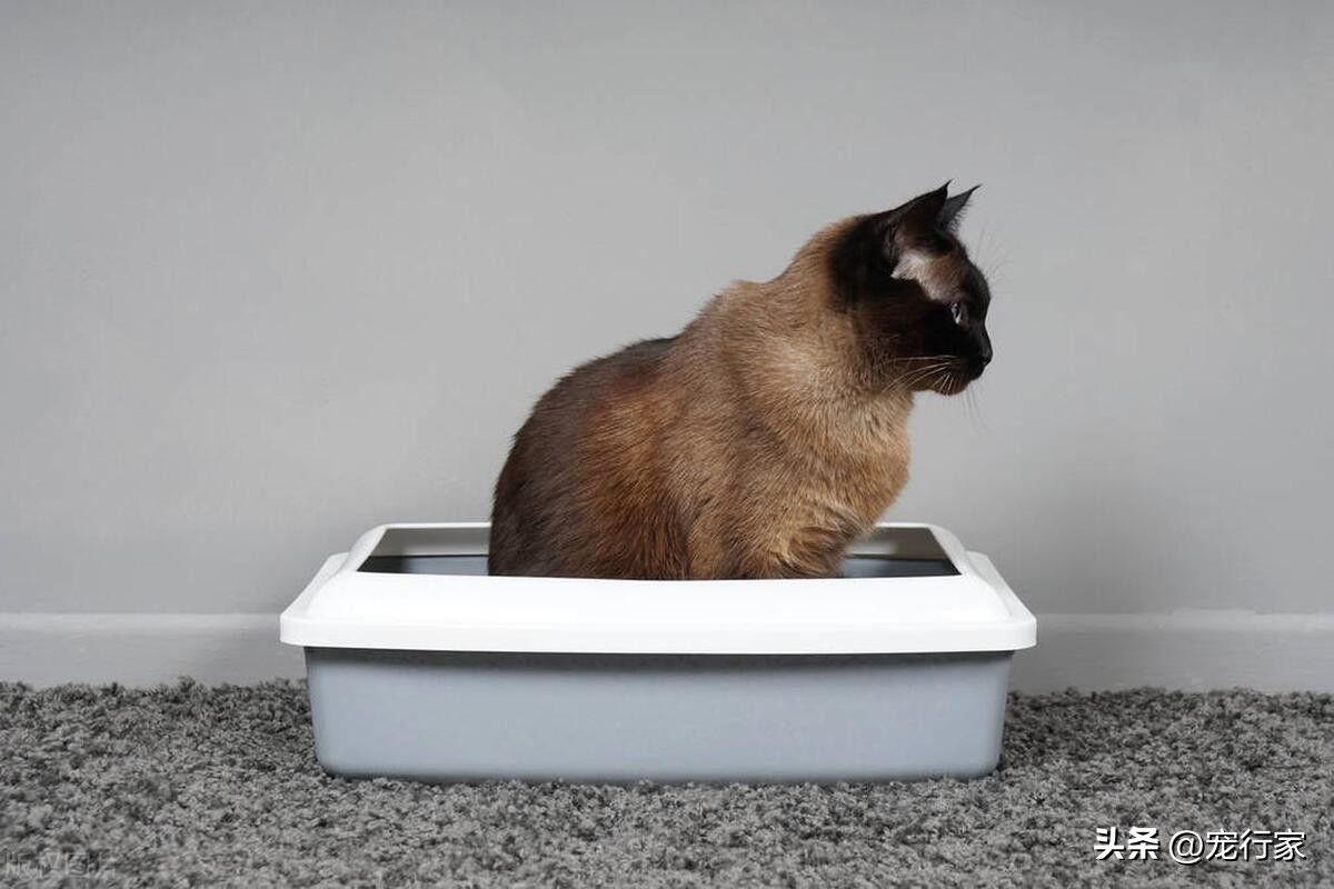 为什么有些猫拉屎拉尿特别臭,为啥有的猫拉屎超级臭