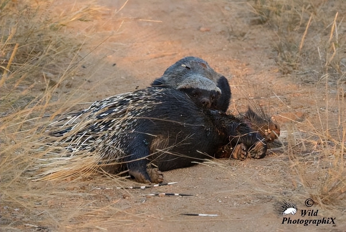 蟒蛇吞野猪被刺死,豪猪刺死巨蟒蛇