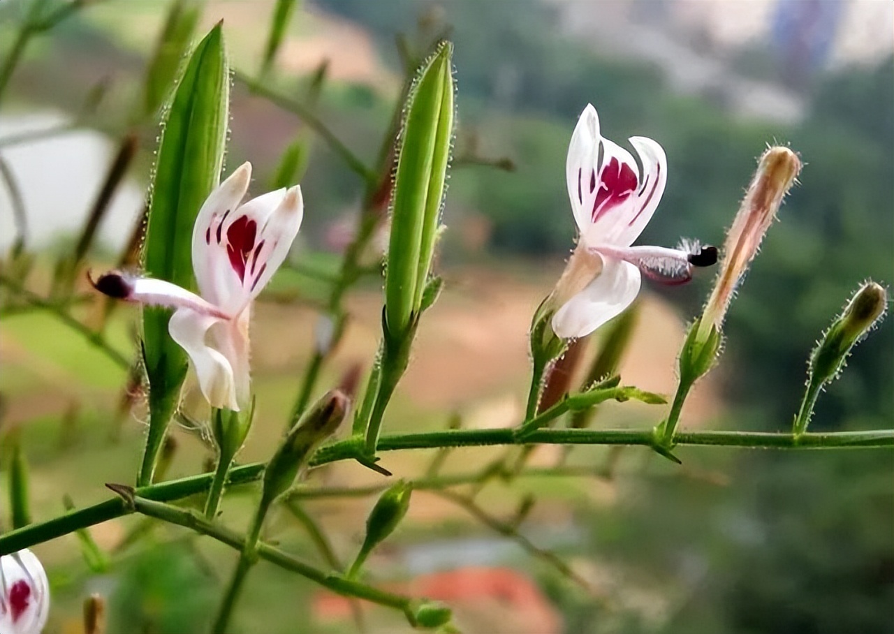 一物降一物,降服带下病,治腰腿痛,跌打损伤,闭经,妇科肿瘤