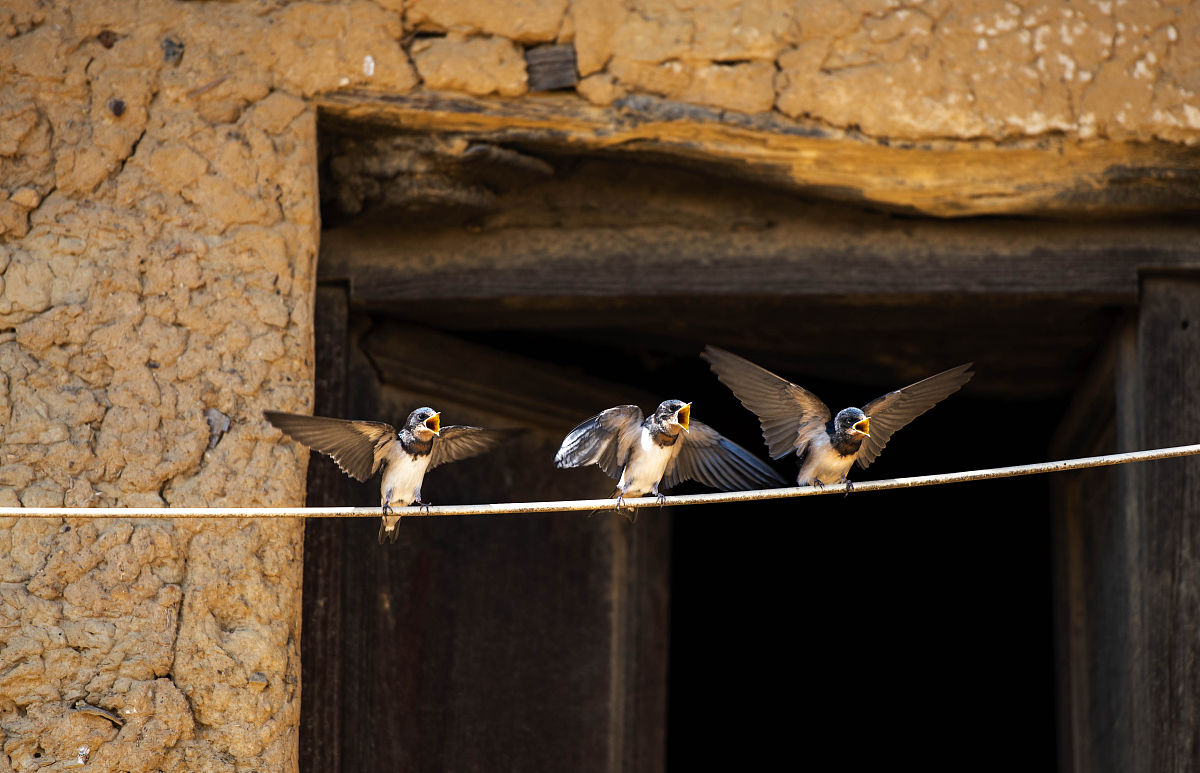 六种动物上家门是吉兆,好兆头三种动物进家门