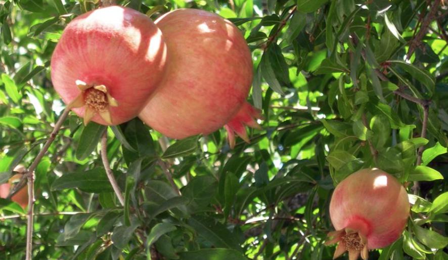 哪一种石榴营养价值高,石榴的营养价值怎么样