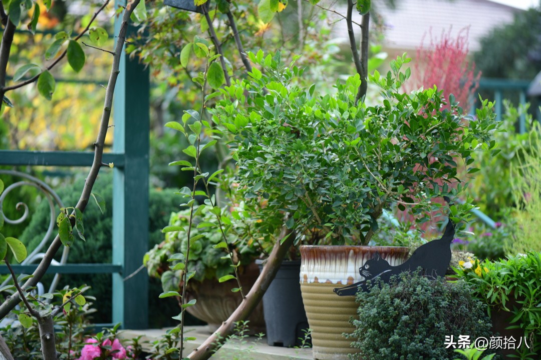 几乎没有存在感的七里香，到底是怎样的？|园丁