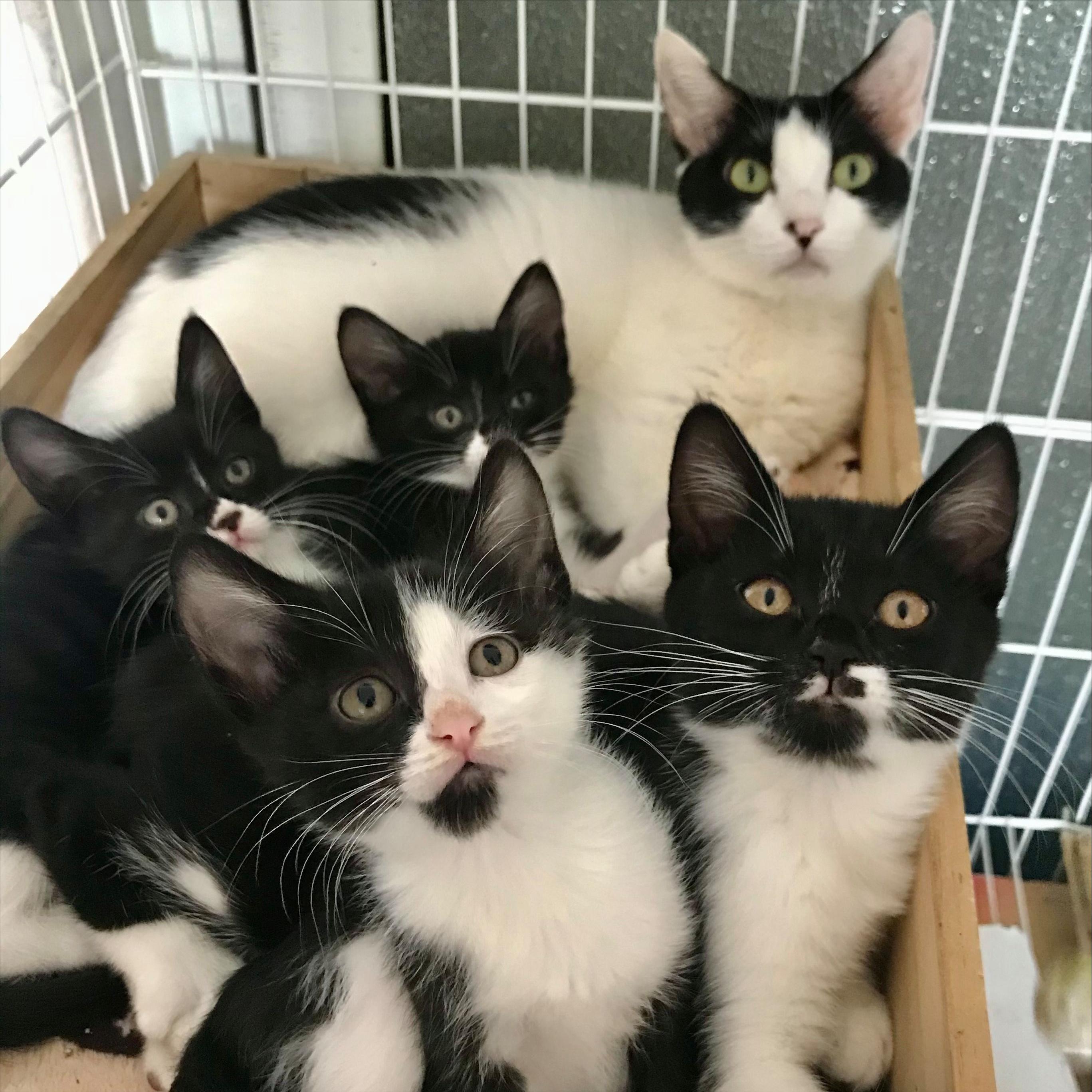 养了一只田园猫应该注意些什么,养田园猫的基础知识