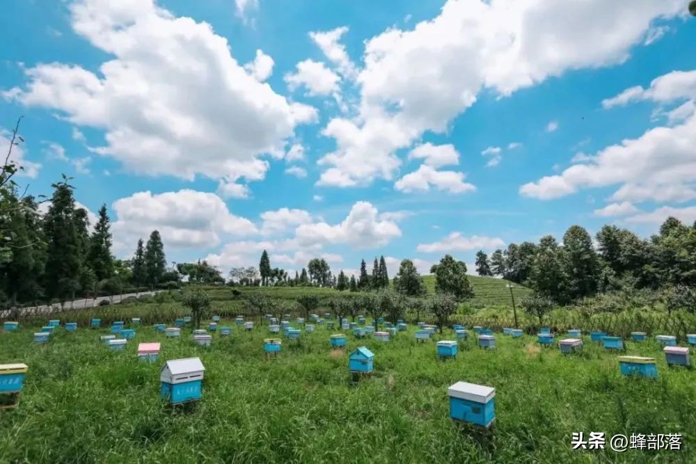 养蜂人对蜜蜂的养殖方法,最简单的蜜蜂养殖方法