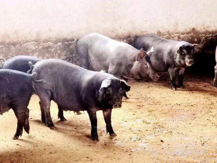 江苏淮安特产酒,江苏淮安特产方便携带