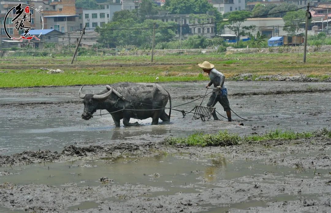春分节气趣味民俗你了解多少,春分节气的特点和风俗文字