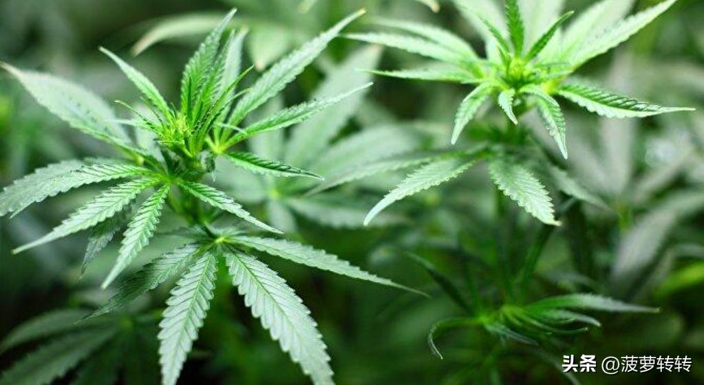 美国纽约州宣布设置“*品毒**安全注射点”，即*麻大**合法化后又一举措