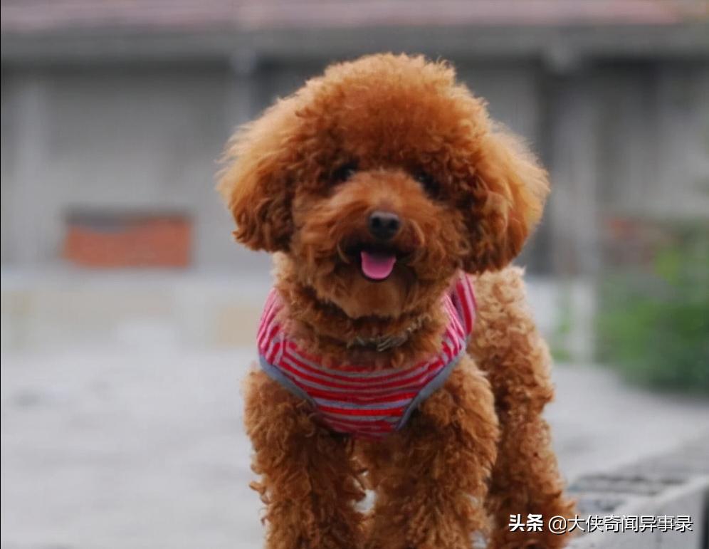 女生为什么不能养泰迪博美,女生能养泰迪吗