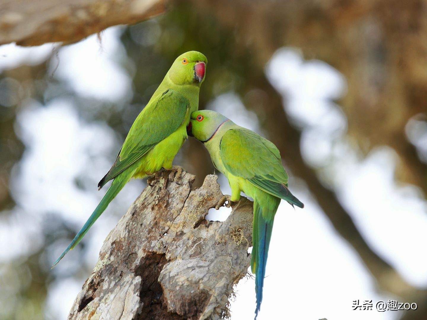 世界最珍稀七种鸟类,羽毛绿色的是什么鸟