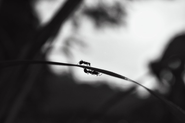 马尔克斯隐喻,马尔克斯的百年孤独隐喻了什么