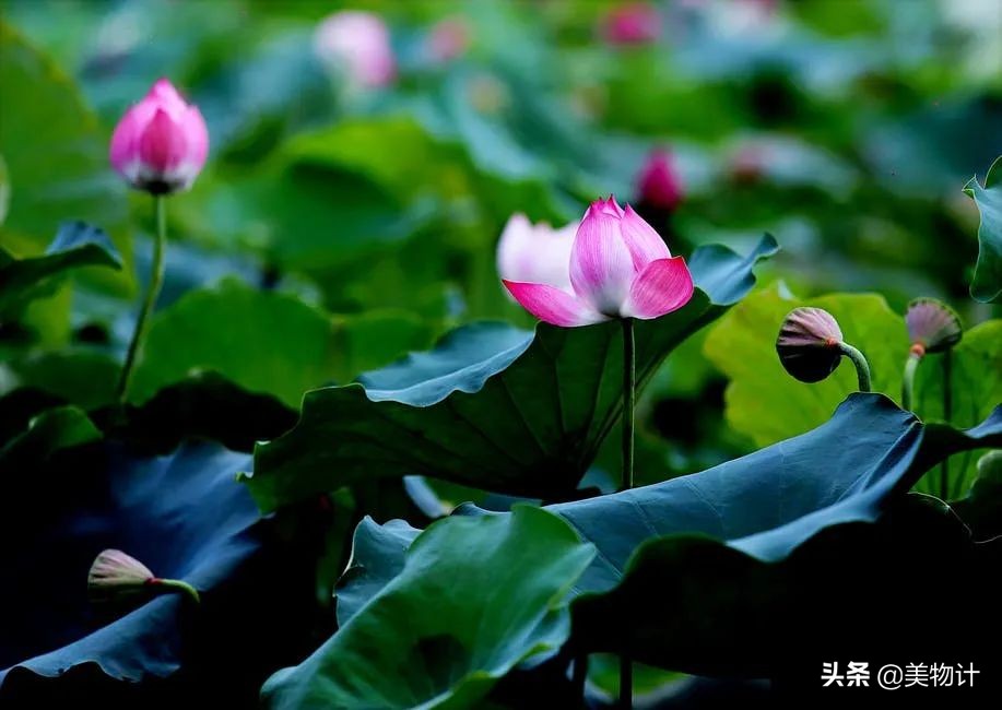 520的诗情画意的诗词,520优美爱情古诗