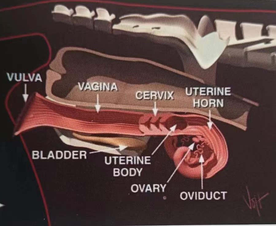 母牛的生殖生理解剖,母牛生殖器官结构及生殖生理