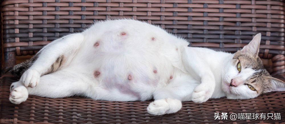 怎样辨别母猫怀孕,如何分辨母猫是否怀孕