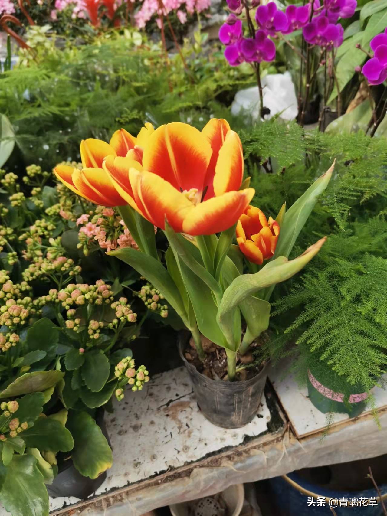 骗人花,四种坑人花